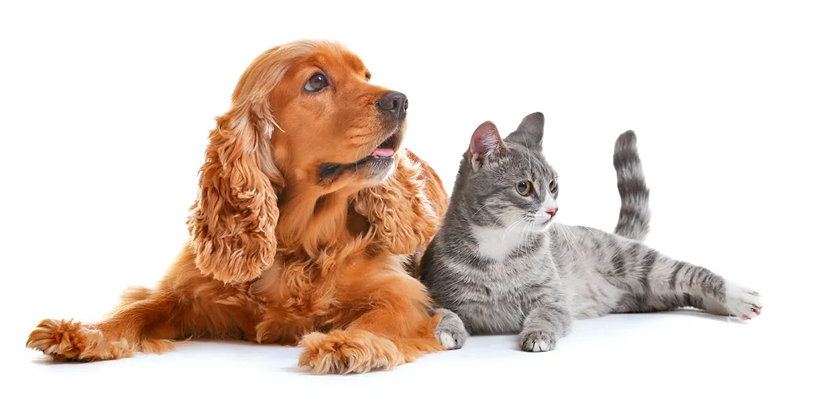 Cuidado dermatológico de perros y gatos