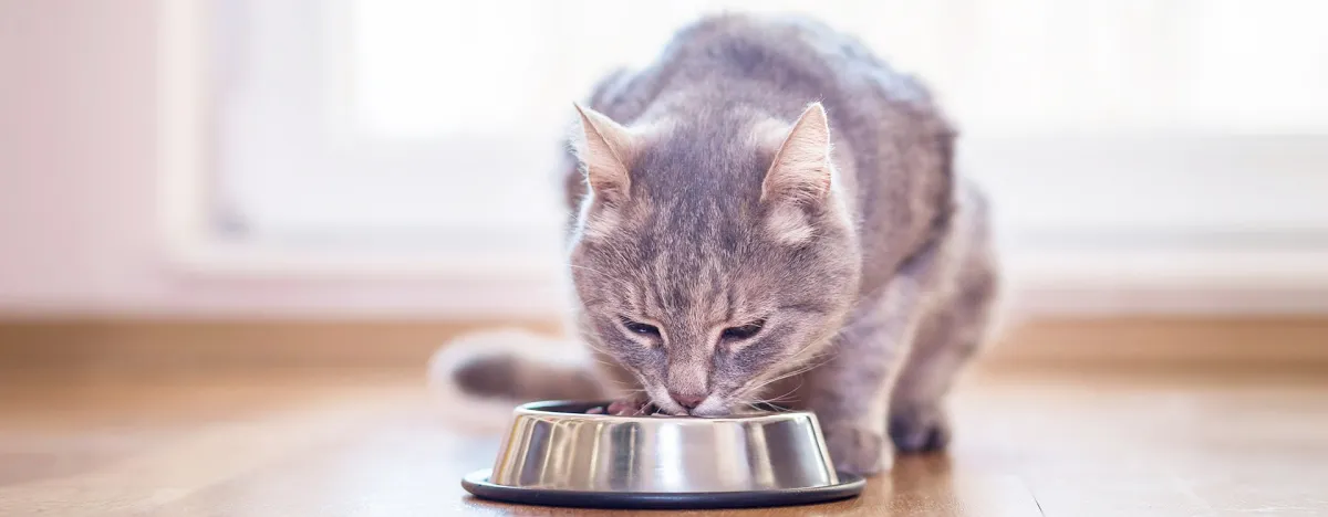 Cómo prevenir enfermedades en animales menores